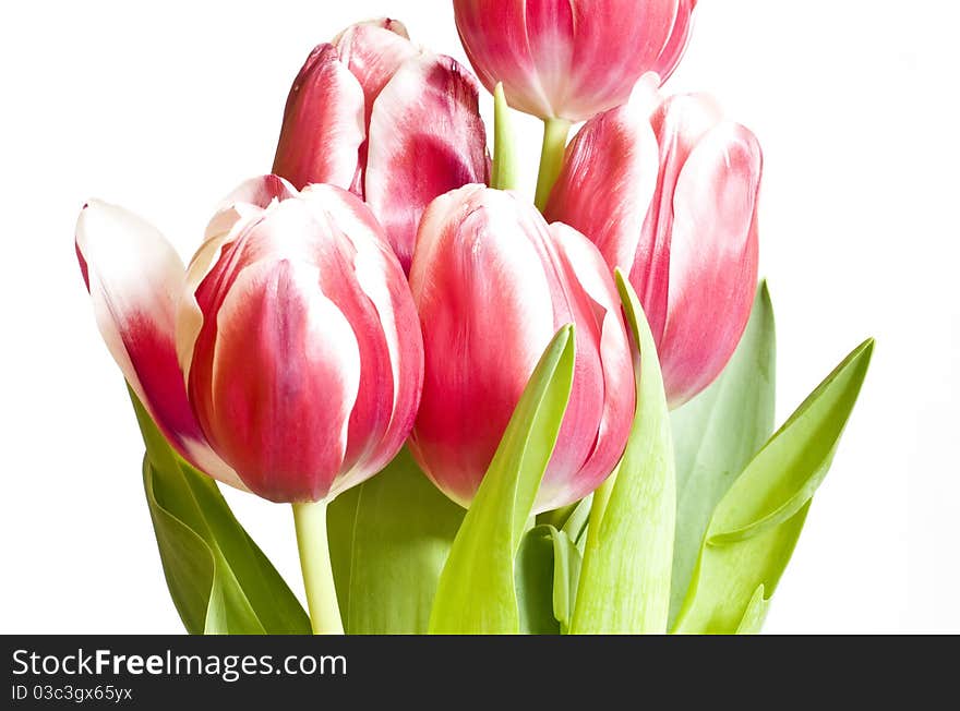 Close up of pink tulips on white background