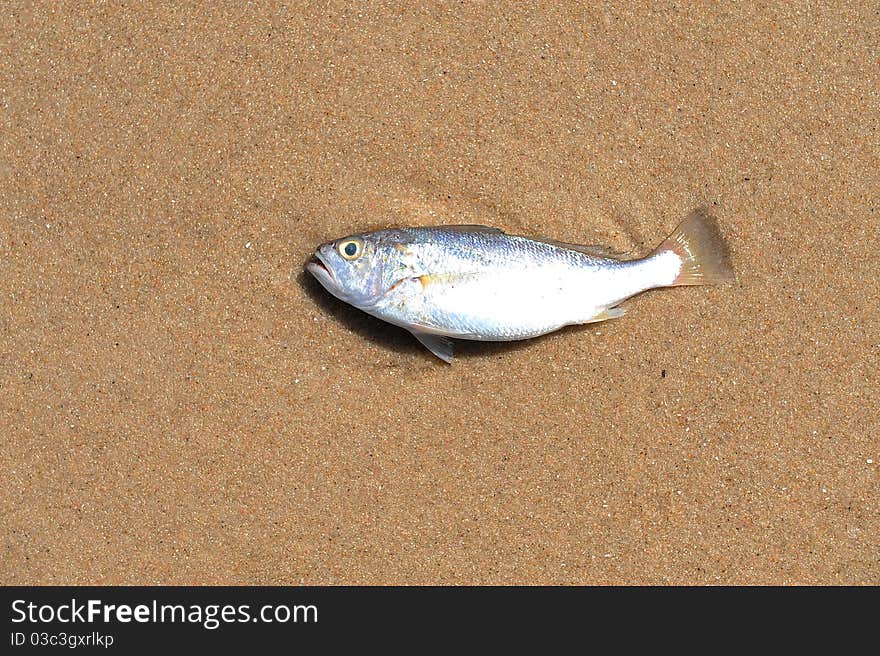 Fish on sand on nature