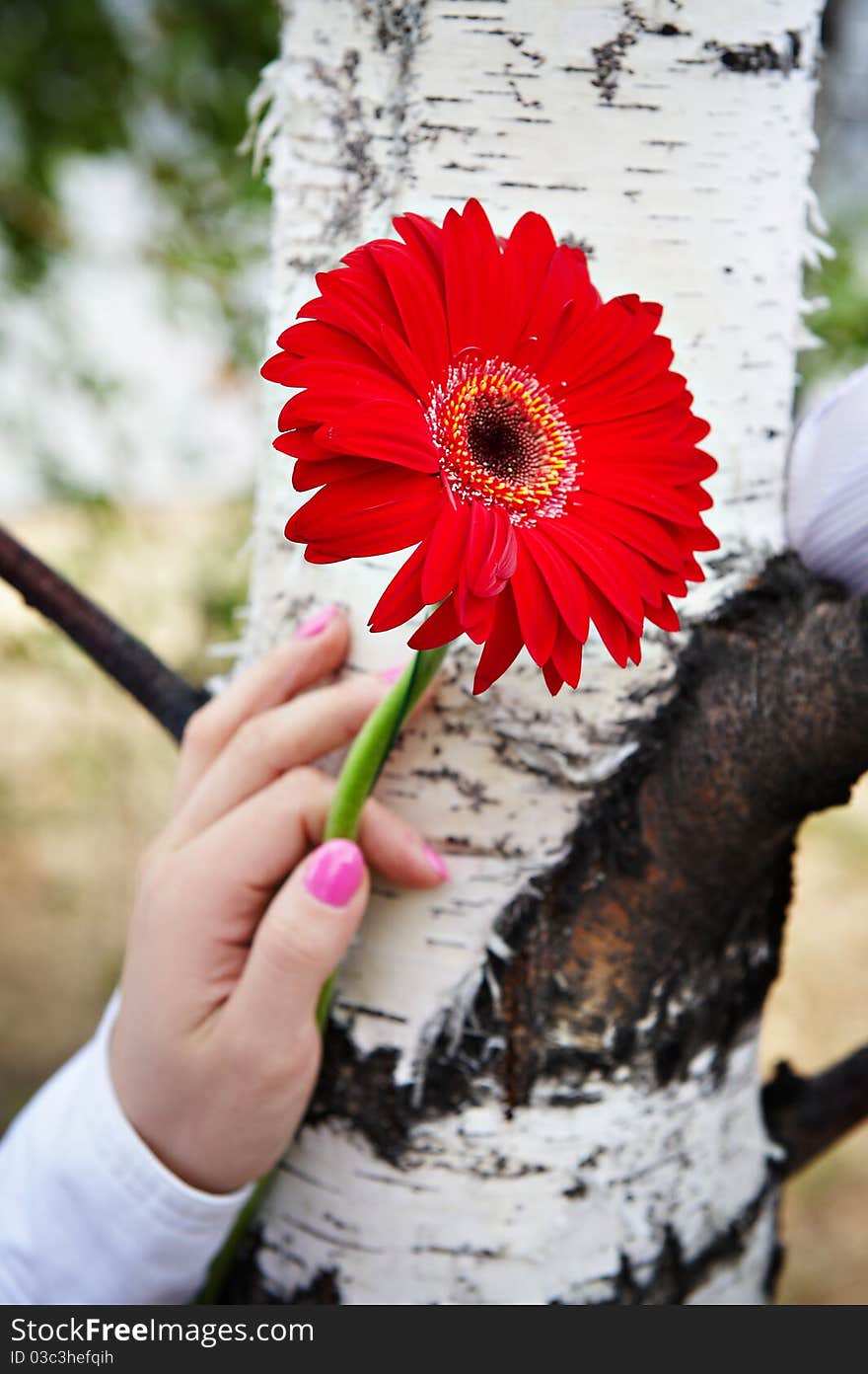 Red Gerbera Flower In Female Hand