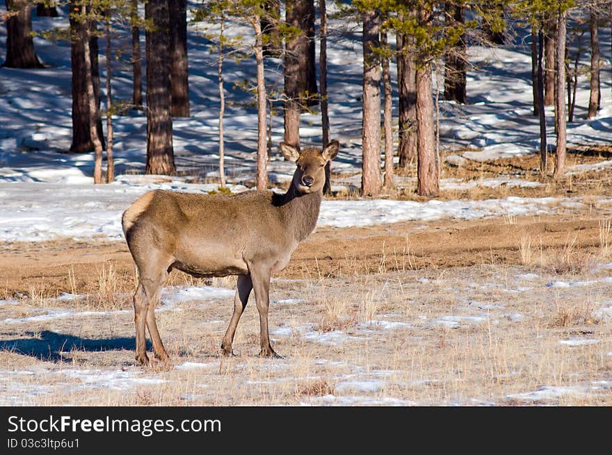 Grazing deer in winter wood