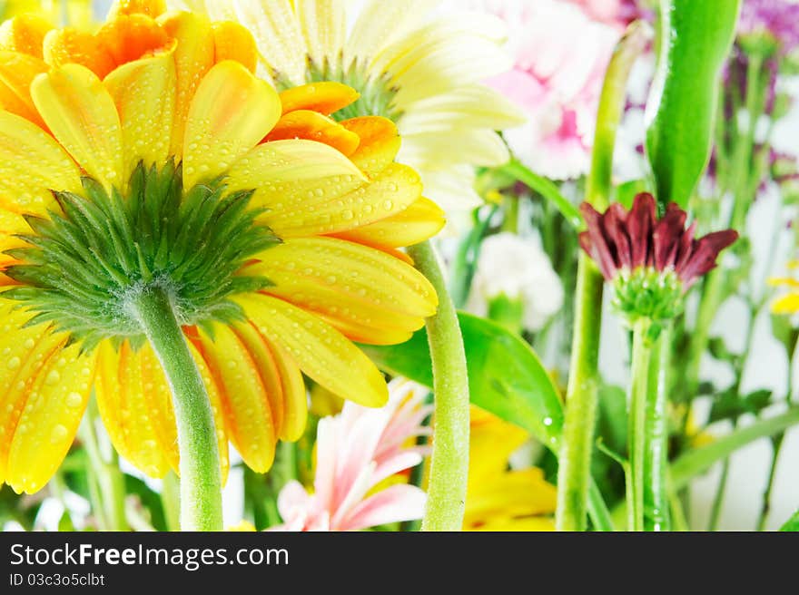 Yellow Gerbera Beauty