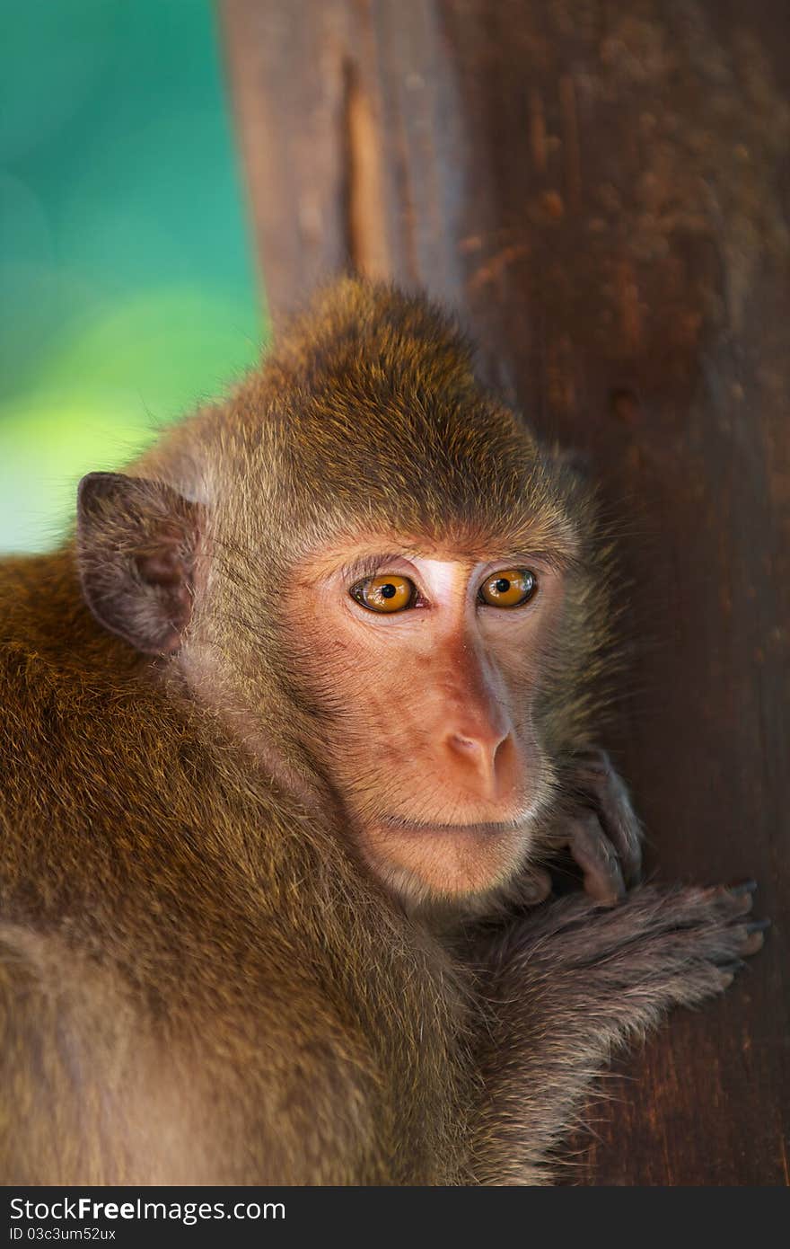 Adult monkey was leaning on a tree and stares, good sharpness, nice blurred background. Adult monkey was leaning on a tree and stares, good sharpness, nice blurred background