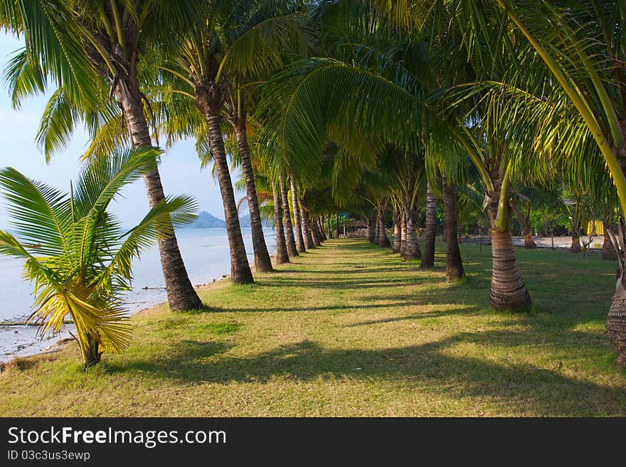 Long palm grove consisting of small trees runs along the ocean shore, a beautiful green color