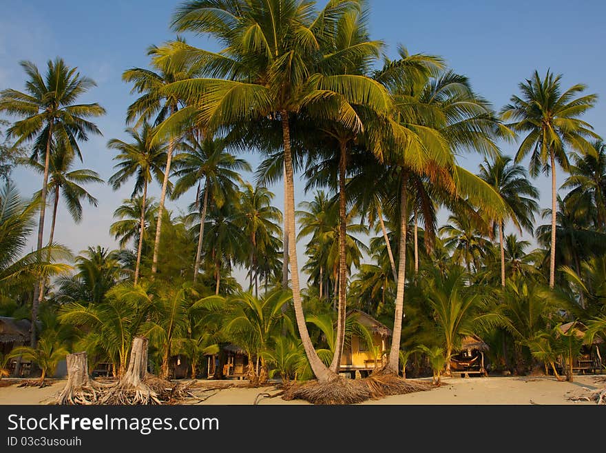 Three tall palm trees grow on the ocean in the background of palm forest and small houses. Three tall palm trees grow on the ocean in the background of palm forest and small houses