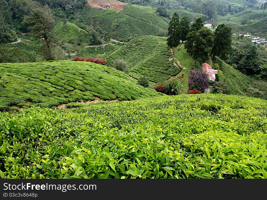 Tea plantation, Cameron Highlands, Malaysia