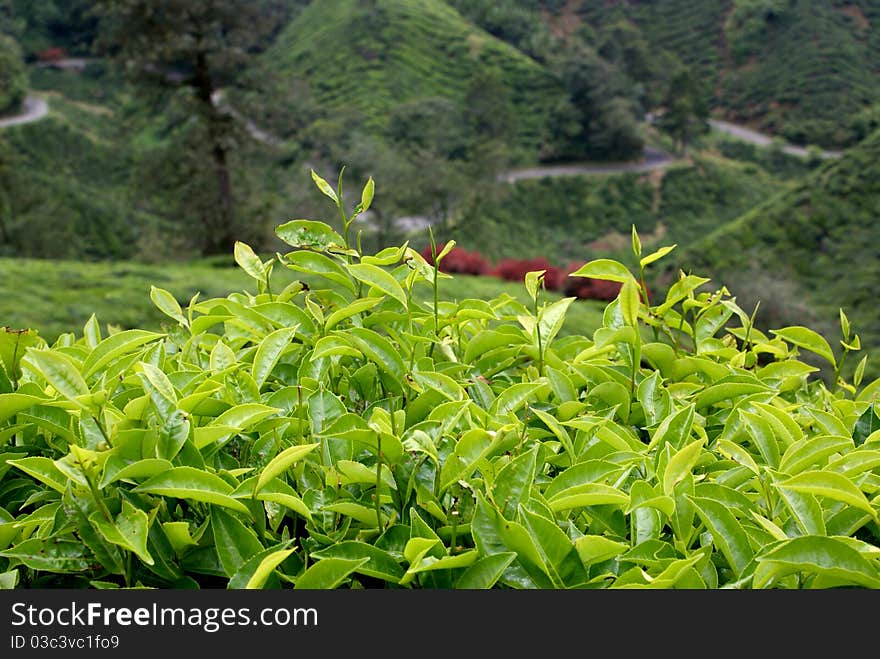 Tea plantation, Cameron Highlands, Malaysia