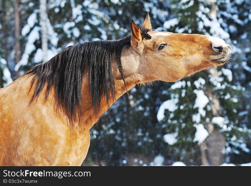 Gold horse stallion portrait in winter