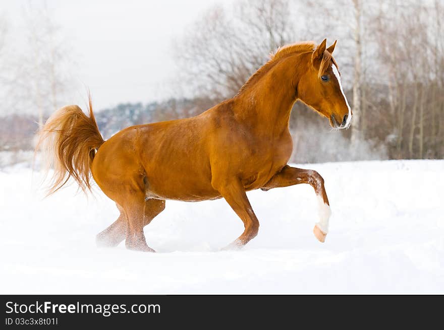 Red arabian stallion runs gallop in the snow