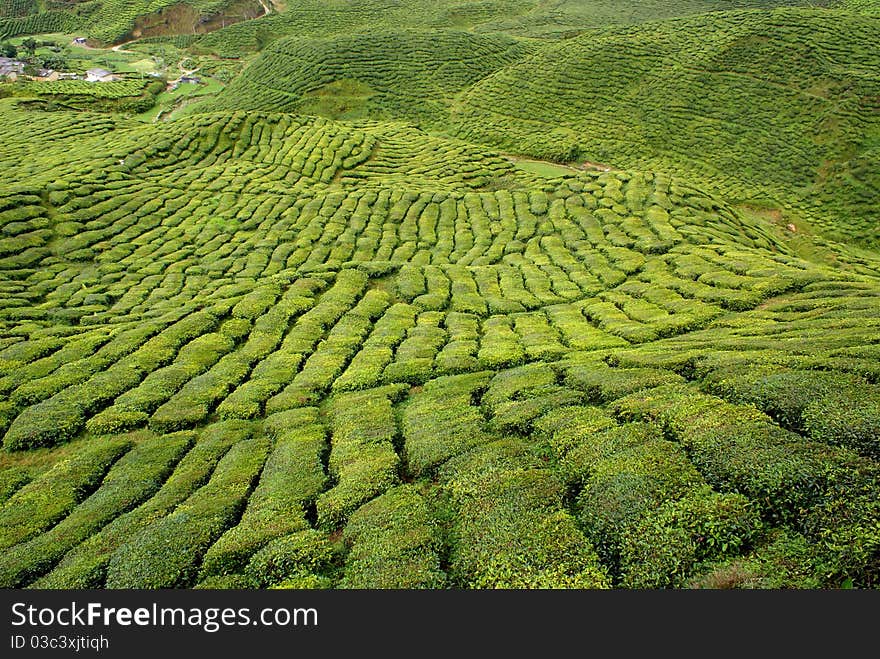 Tea plantation, Cameron Highlands, Malaysia