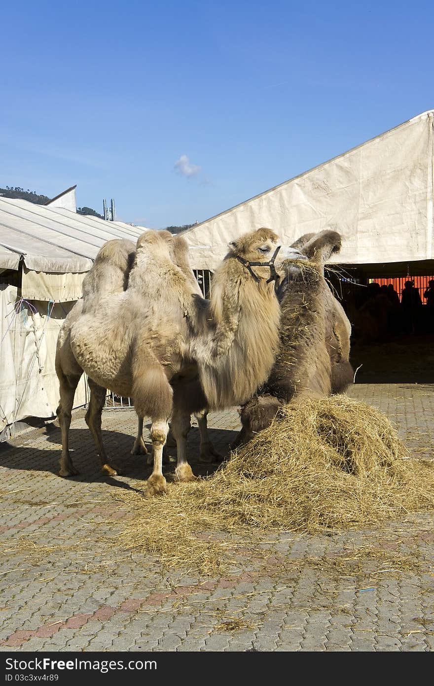 Camels