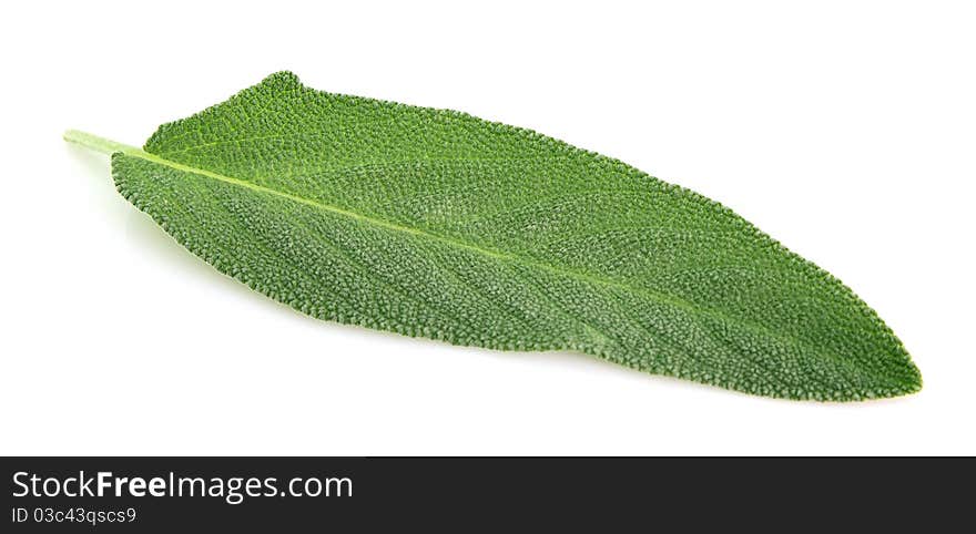 Sage leaves