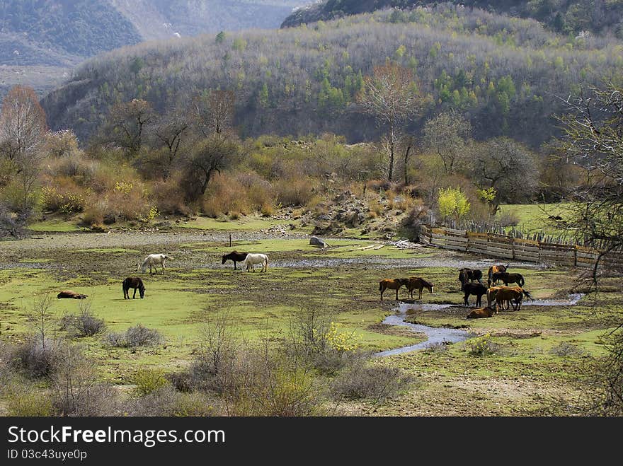 A Tibet village on the meadow