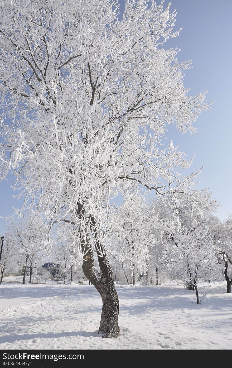 Tree covered in hoarfrost snow