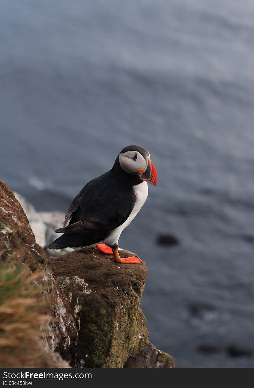 Atlantic Puffin