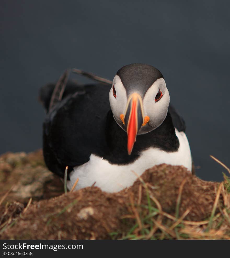 Atlantic puffin