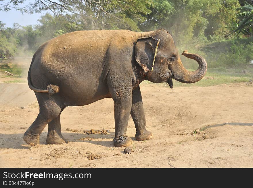 Asian elephants are walking in the forest.