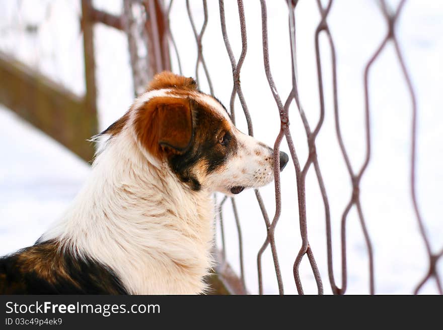 Adorable dog is looking through the fence in a very cold winter day.This is a mixed-breed dog but he looks like a eskimo dog. Good blur background with deep field of view. Adorable dog is looking through the fence in a very cold winter day.This is a mixed-breed dog but he looks like a eskimo dog. Good blur background with deep field of view.