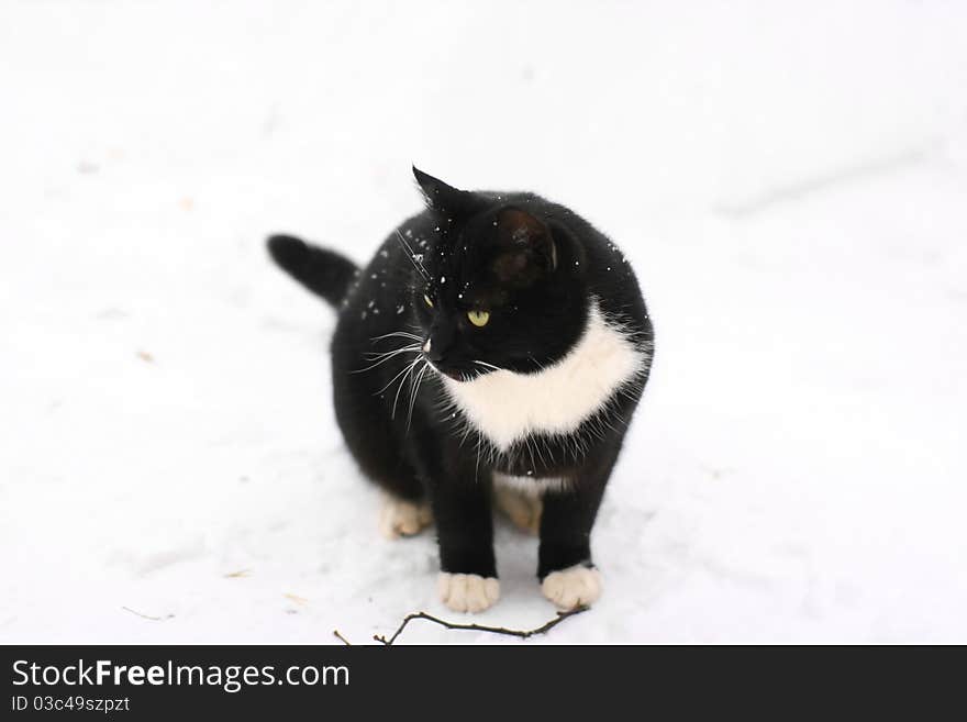 Beautiful black cat in snow with light green eyes is sitting on the street in cold winter day with sprig almost isolated on white background. Sweet deep field of view.