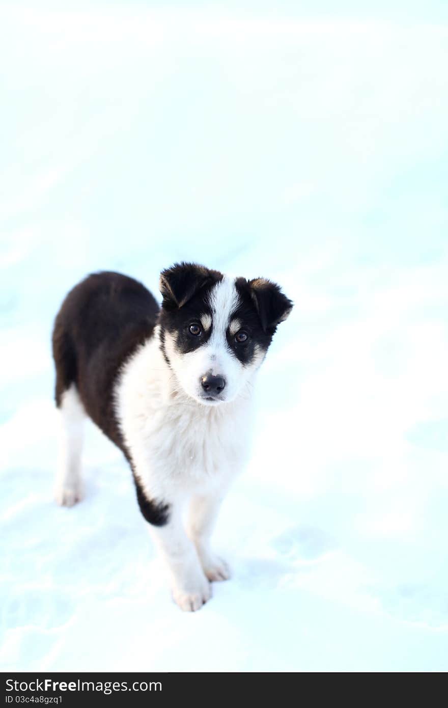 Portrait of a beautiful puppy