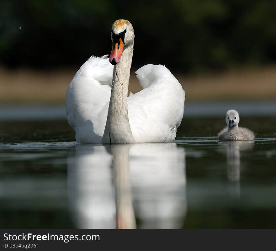 Swans