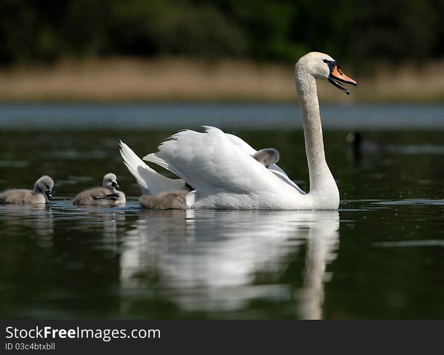 Swans