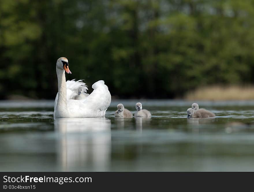 Swans