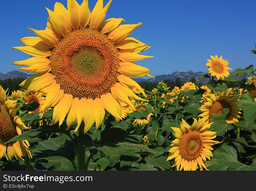 Golden sunflowers blooming at sunny. Golden sunflowers blooming at sunny.