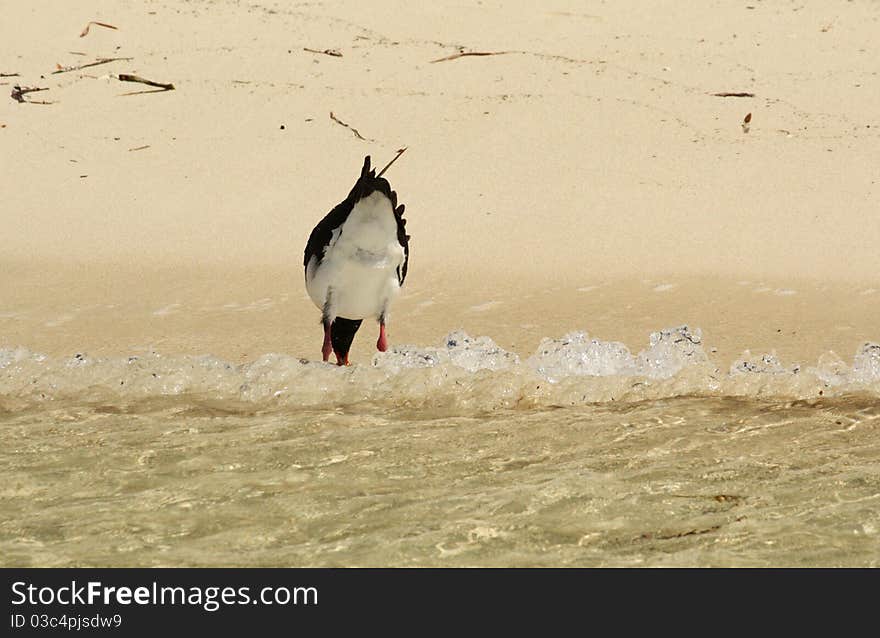 The Pied Oystercatcher (Haematopus longirostris) is a species of oystercatcher. It is a wading bird native to Australia and commonly found on its coastline.