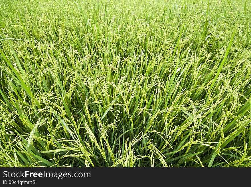 Paddy rice in field, Bangkok Thailand. Paddy rice in field, Bangkok Thailand