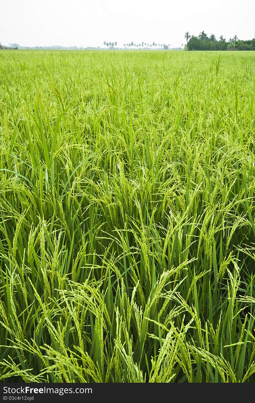 Paddy rice in field, Bangkok Thailand. Paddy rice in field, Bangkok Thailand