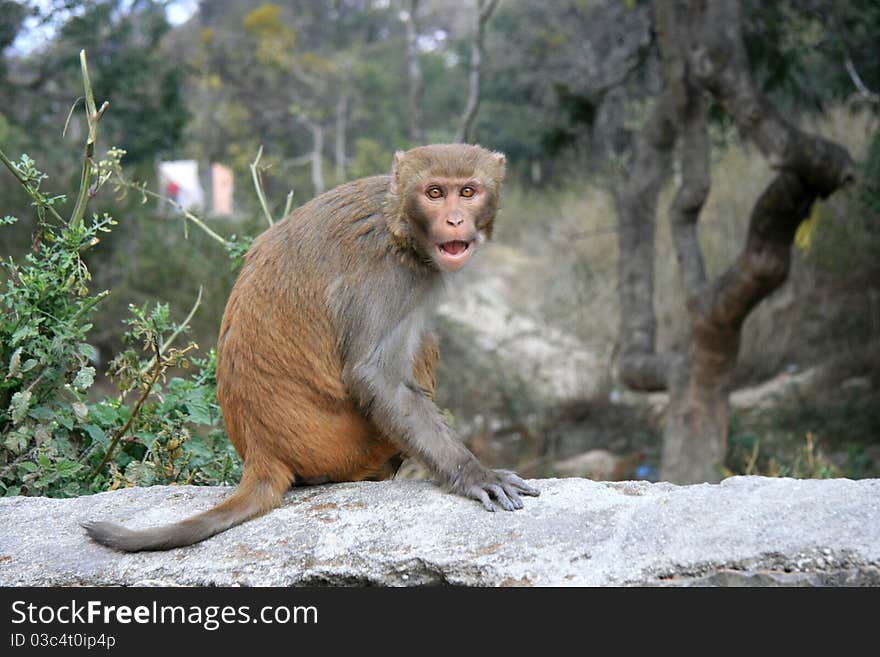 Open mouth threat in the monkey to capture the moment visitors. Open mouth threat in the monkey to capture the moment visitors