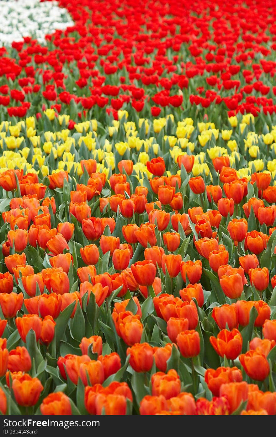 Tulip garden in spring time under a sunny day. Tulip garden in spring time under a sunny day