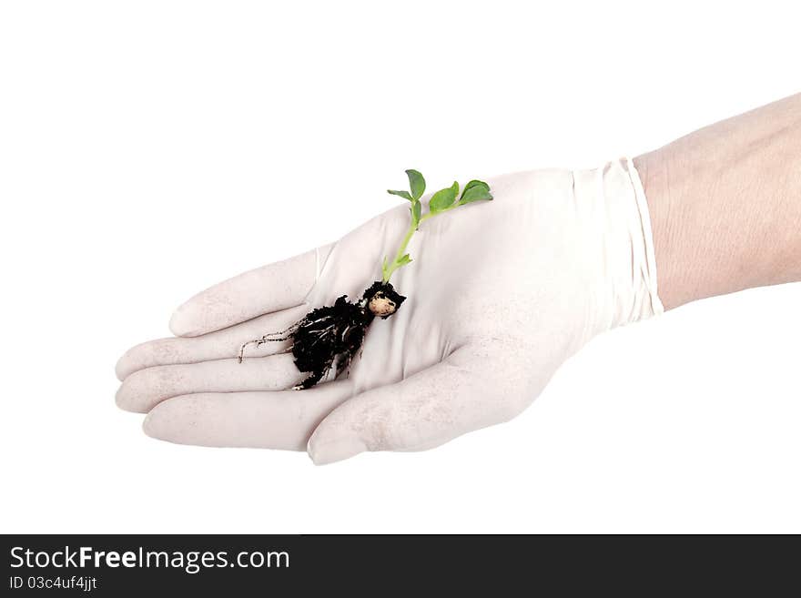 Plant in hand.