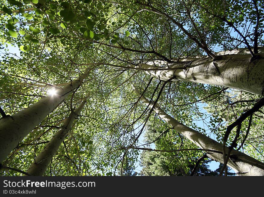 Looking up at aspen trees with the sun peeking from behind. Looking up at aspen trees with the sun peeking from behind.