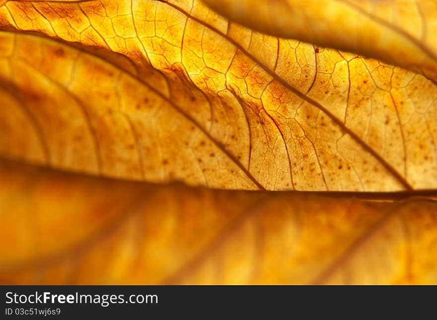 Hydrangea macrophylla leaf turned golden in fall, Pennsylvania (selective focus). Hydrangea macrophylla leaf turned golden in fall, Pennsylvania (selective focus)