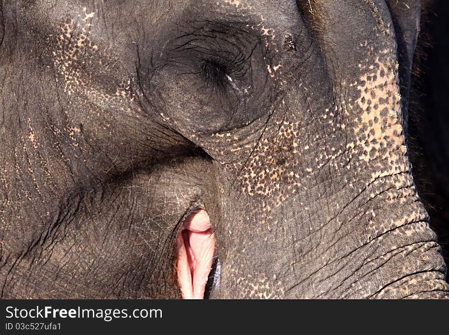 Indian or Asian Elephant (Elephas Maximus)