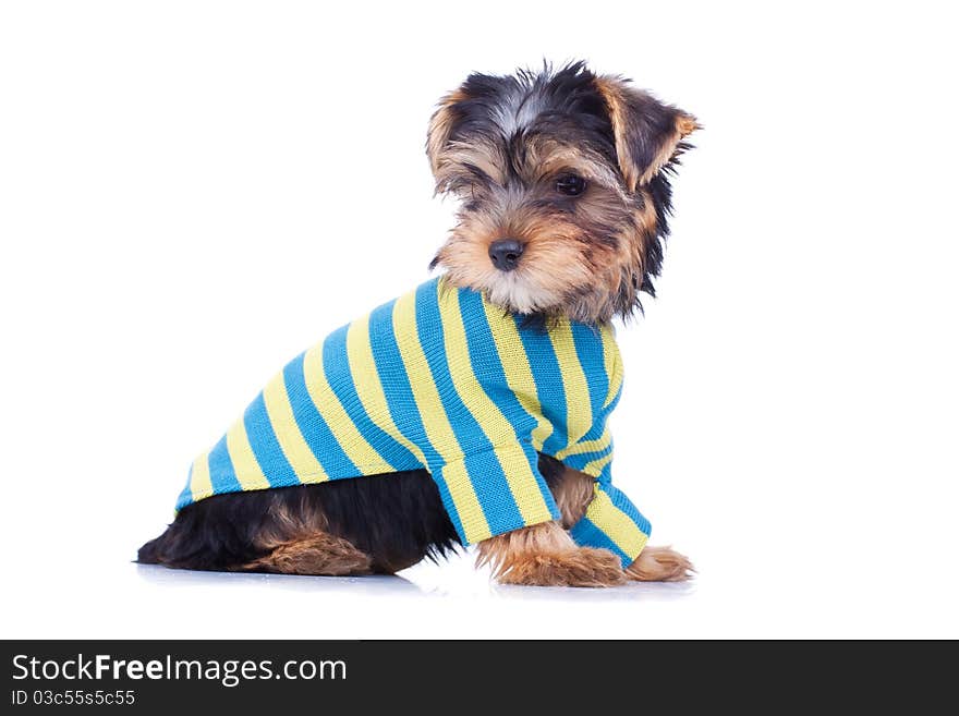 Adorable yorkshire puppy, looking at something