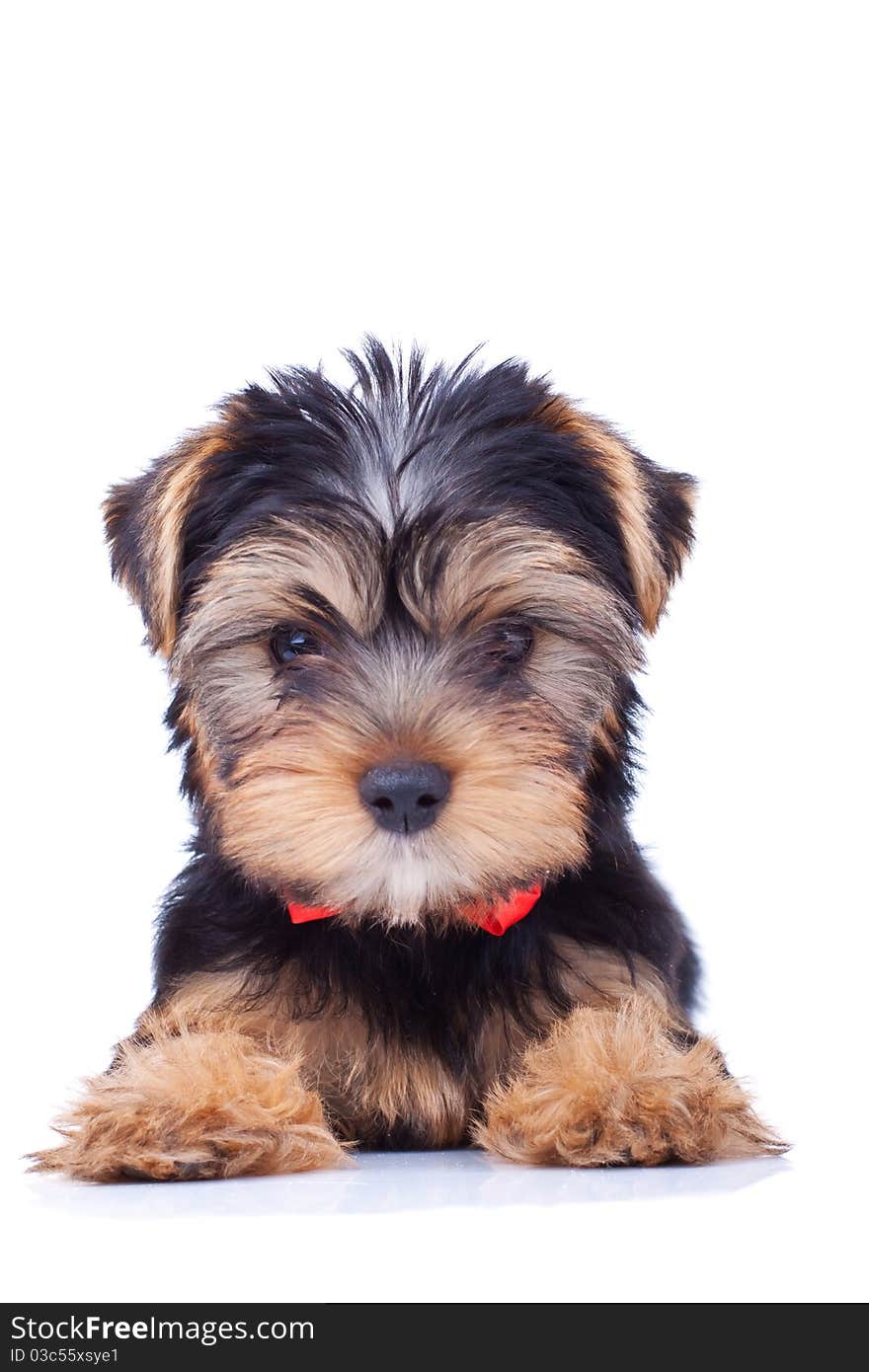 Adorable yorkshire puppy sitting and looking at somethig.