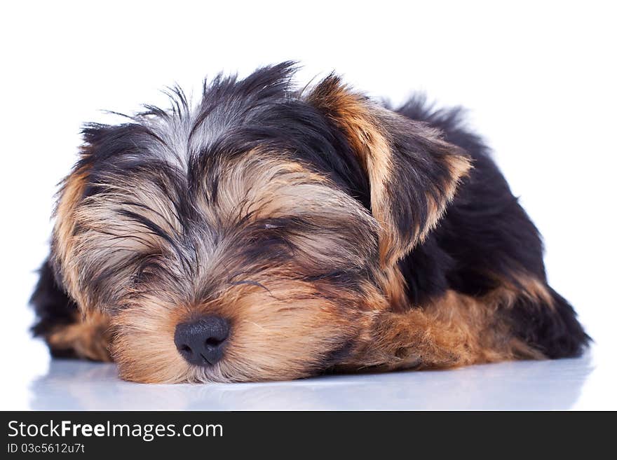 Sleeping yorkshire puppy