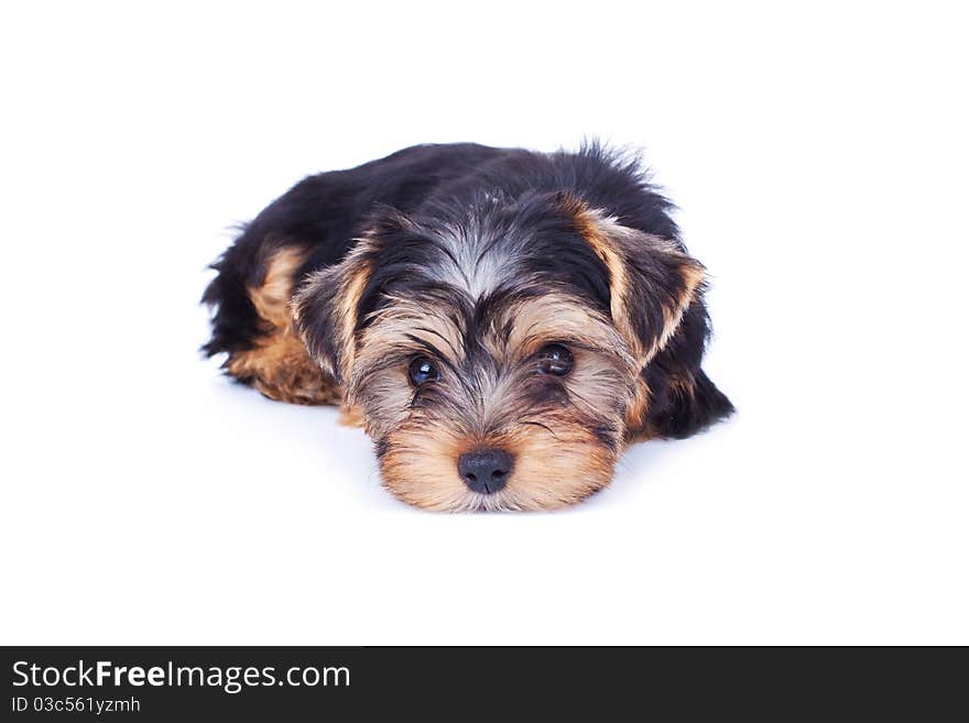 Adorable yorkshire puppy relaxing