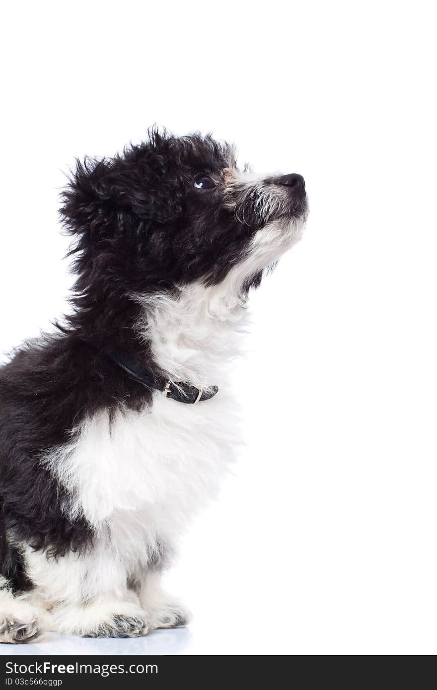 Curios havanese bichon looking up