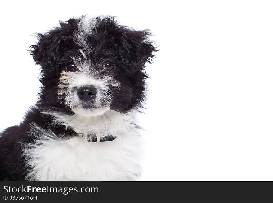 Cute havanese bichon puppy