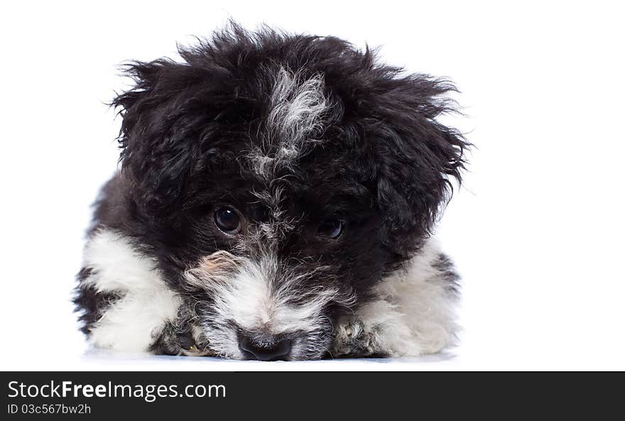 Cute lying Bichon Havanese puppy. Isolated on a white background