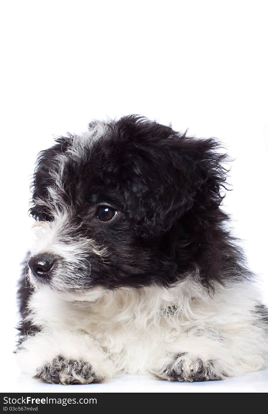 Curious havanese bichon looking