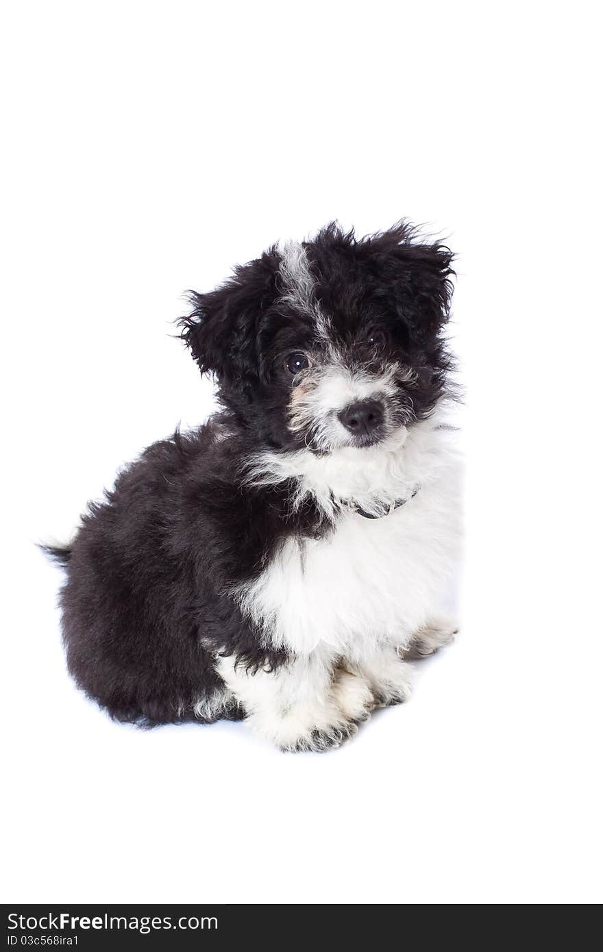 Picture of adorable black and white bichon sitting