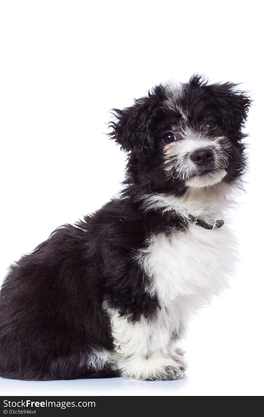 Black and white havanese bichon sitting