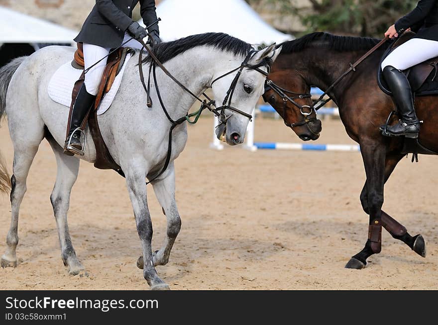 Two thoroughbred racehorses in training. Two thoroughbred racehorses in training