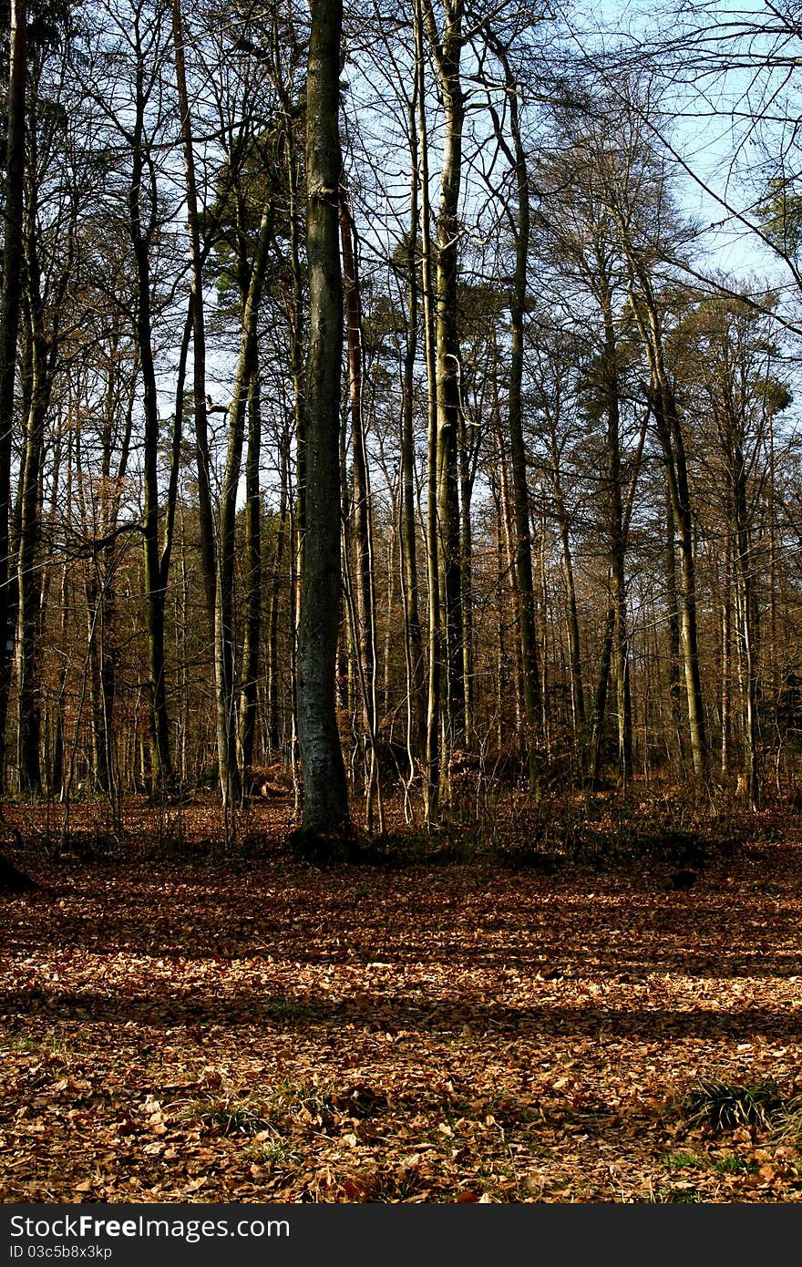 Forest in early spring with leaf on the ground. Forest in early spring with leaf on the ground