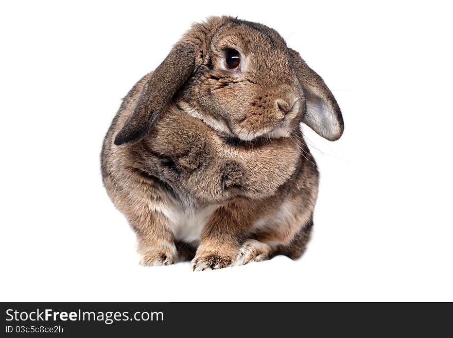 Adorable rabbit isolated on white