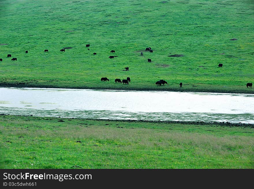 Tibet GanNan S Grassland